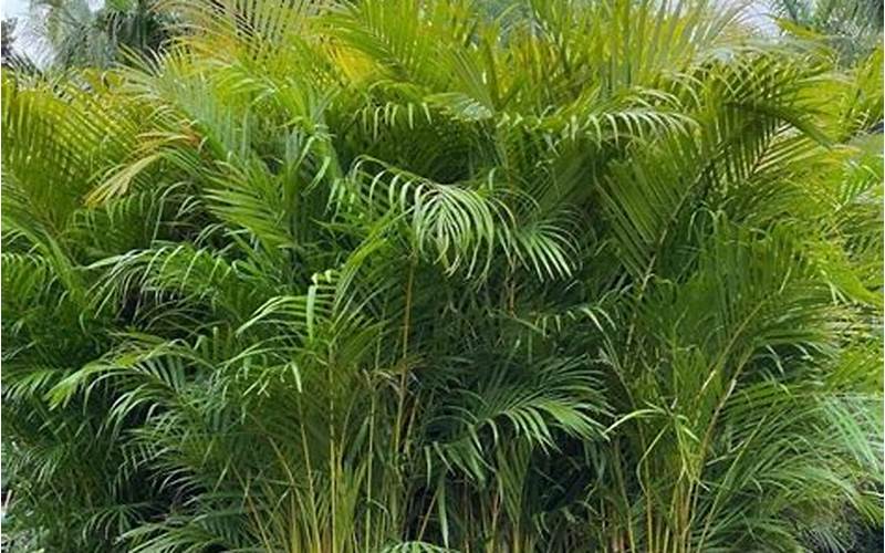 Areca Palm